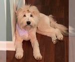 Small Photo #5 Soft Coated Wheaten Terrier Puppy For Sale in MARIETTA, GA, USA