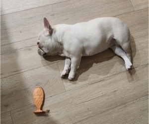 Mother of the French Bulldog puppies born on 04/08/2025