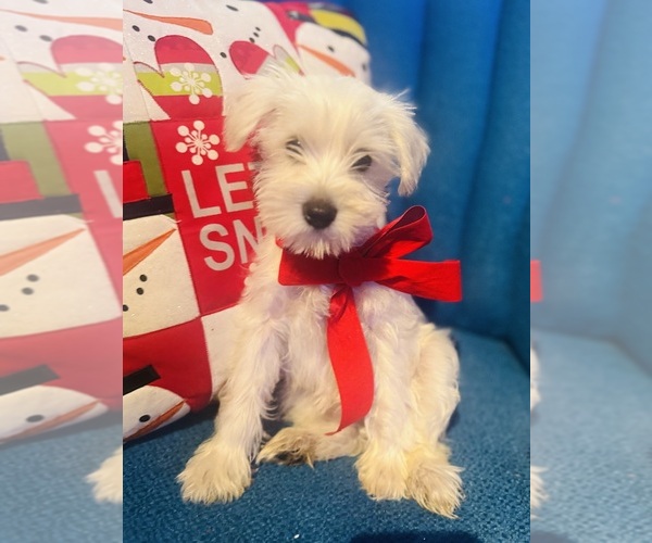 Medium Photo #2 Schnauzer (Miniature) Puppy For Sale in AUGUSTA, GA, USA