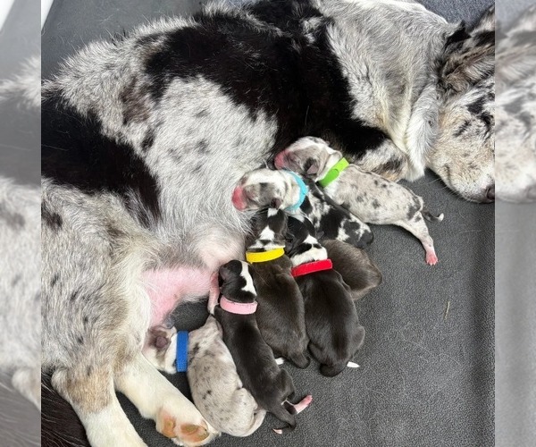 Medium Photo #1 Cardigan Welsh Corgi Puppy For Sale in KEMPNER, TX, USA