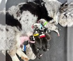 Image preview for Ad Listing. Nickname: Litter of 11