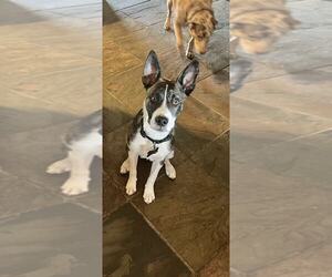 Mutt Dogs for adoption in MIDWAY, UT, USA