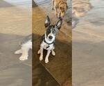 Small Mutt