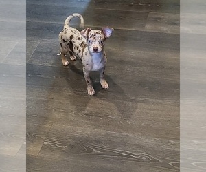 Chihuahua Puppy for sale in BLUE RIVER, WI, USA
