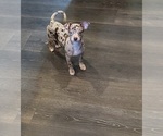 Image preview for Ad Listing. Nickname: Merle