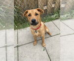 Small #2 Mutt