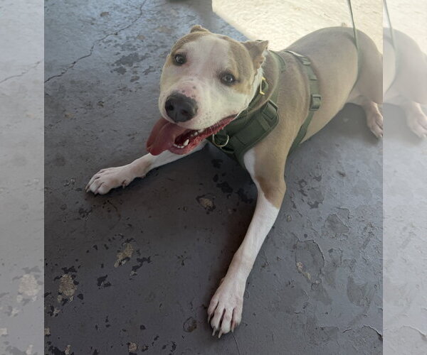 Medium Photo #2 American Staffordshire Terrier-Unknown Mix Puppy For Sale in Oakhurst, NJ, USA