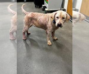 Labrador Retriever Dogs for adoption in Forestville, MD, USA
