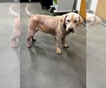 *LENNON - Male Labrador Retriever Dog for Adoption - Small photo
