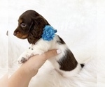 Small #3 Dachshund