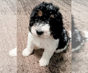 Bernedoodle Puppy for sale in NORTH WILKESBORO, NC, USA