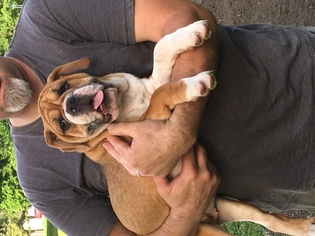 Olde English Bulldogge Puppy for sale in ONEIDA, IL, USA