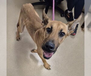 German Shepherd Dog-Great Dane Mix Dogs for adoption in Decatur, IL, USA