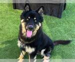 Small #1 German Shepherd Dog