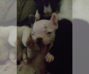 Boston Terrier Puppy for sale in INGLEWOOD, CA, USA