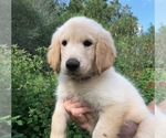 Small Photo #7 Golden Retriever Puppy For Sale in ROSANKY, TX, USA