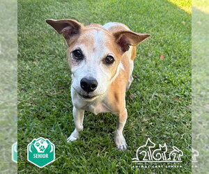 Mutt Dogs for adoption in Irvine, CA, USA
