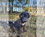 Small #12 Catahoula Leopard Dog