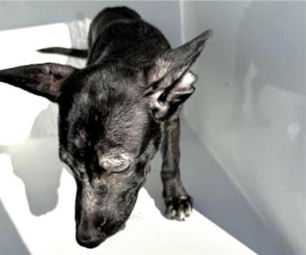 Medium Photo #2 Labrador Retriever-Unknown Mix Puppy For Sale in Houston, TX, USA