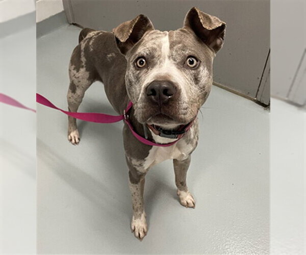 Medium Photo #1 American Pit Bull Terrier-Catahoula Leopard Dog Mix Puppy For Sale in St. Cloud, FL, USA