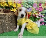 Image preview for Ad Listing. Nickname: Beagle Babies