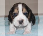 Puppy Tucker Beagle