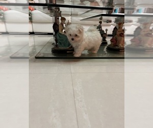 Maltese Puppy for sale in CLEWISTON, FL, USA