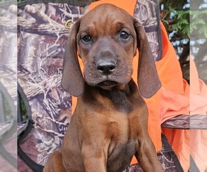Redbone Coonhound Puppy for sale in DENVER, PA, USA