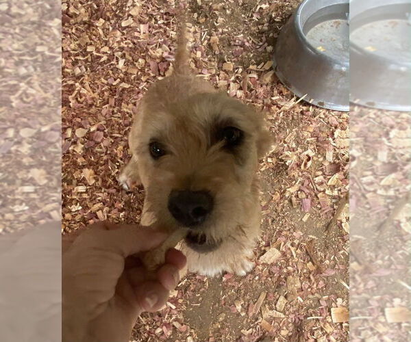 Medium Photo #2 Dachshund-Unknown Mix Puppy For Sale in Kimberton, PA, USA