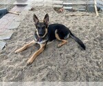 Small Photo #1 German Shepherd Dog Puppy For Sale in FARIBAULT, MN, USA