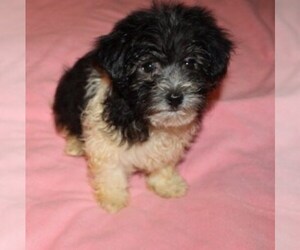Havanese Puppy for sale in THAYER, KS, USA