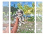 Puppy Cream Merle 2 Labradoodle-Sheepadoodle Mix