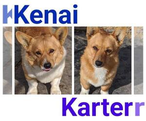 Pembroke Welsh Corgi Dogs for adoption in KEENESBURG, CO, USA