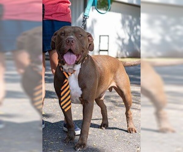 Medium Photo #2 American Pit Bull Terrier Puppy For Sale in Shreveport, LA, USA