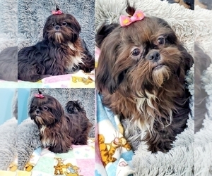 Shih Tzu Puppy for sale in DONGOLA, IL, USA