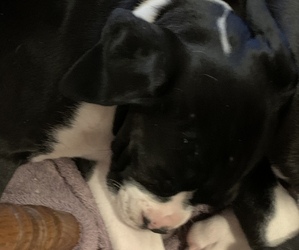Boxer Puppy for sale in BYRON CENTER, MI, USA
