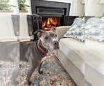 Small #5 American Pit Bull Terrier