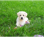 Small #10 Labrador Retriever