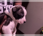 Small Photo #10 Boston Terrier-Collie Mix Puppy For Sale in COLUMBUS, OH, USA