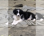 Small Photo #1 Australian Shepherd Puppy For Sale in MCALESTER, OK, USA