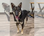 Small Photo #6 German Shepherd Dog-Huskies  Mix Puppy For Sale in Crystal , MN, USA