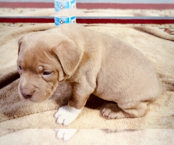 Medium Photo #6 American Bully Puppy For Sale in GROVE CITY, MN, USA