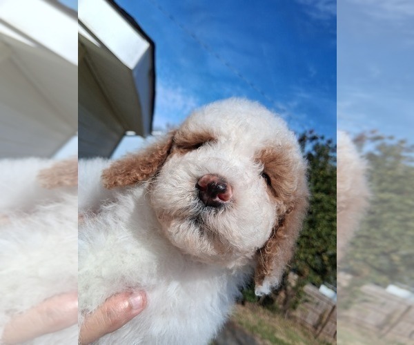 Medium Photo #26 Goldendoodle (Miniature) Puppy For Sale in GASTONIA, NC, USA
