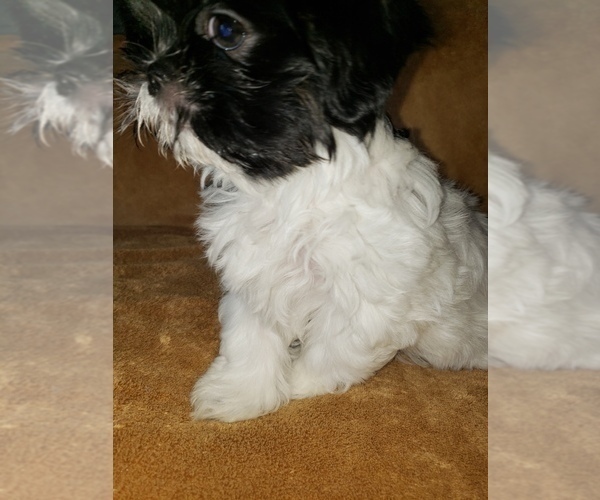Medium Photo #32 Shih Tzu Puppy For Sale in N PORT, FL, USA