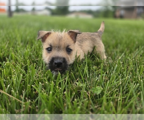 Medium Photo #2 Cairn Terrier Puppy For Sale in CARLYLE, IL, USA