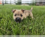 Small #1 Cairn Terrier