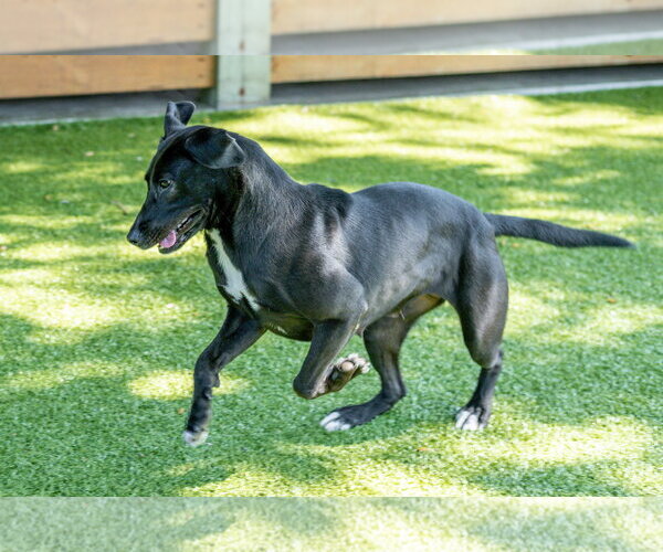 Medium Photo #4 Labrador Retriever-Unknown Mix Puppy For Sale in Hilton Head, SC, USA