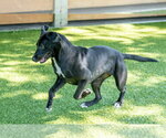 Small #3 Labrador Retriever Mix