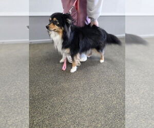 Australian Shepherd-Unknown Mix Dogs for adoption in Aurora, IN, USA