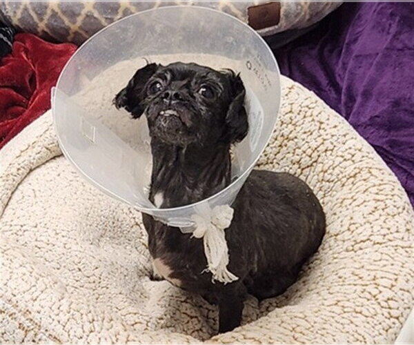 Medium Photo #1 Shih Tzu-Unknown Mix Puppy For Sale in Springfield, MA, USA
